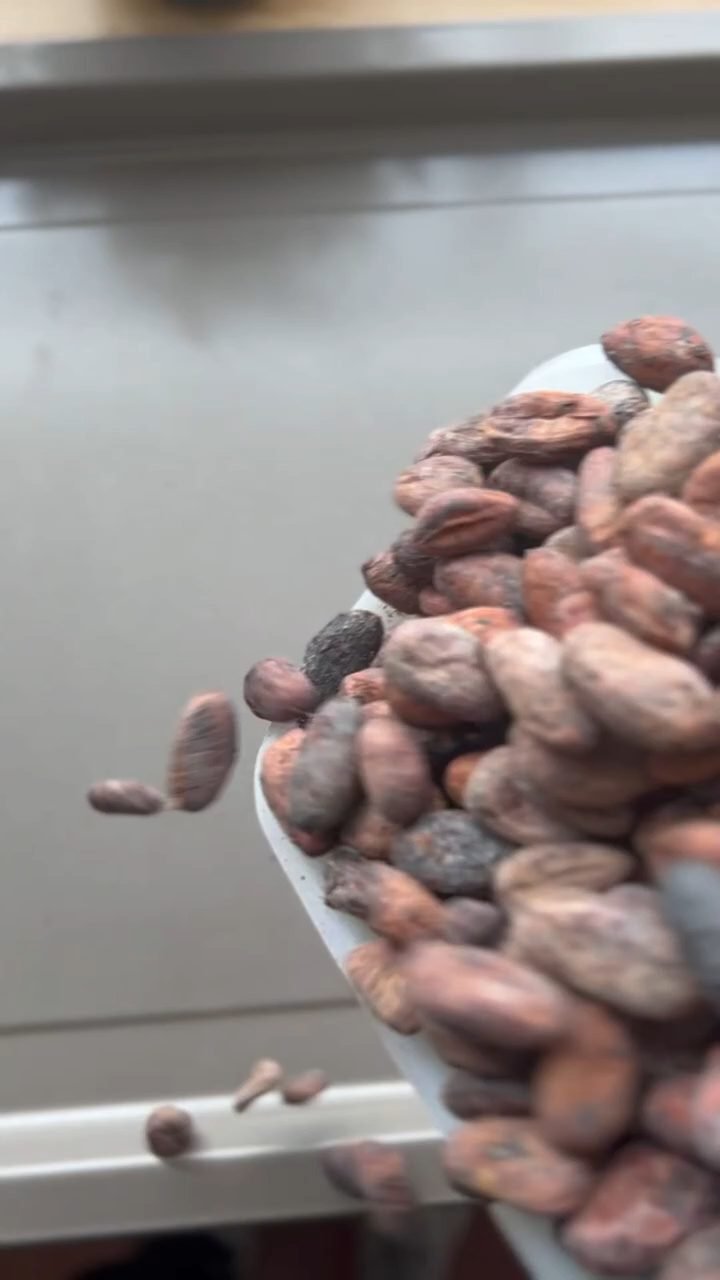 A heap of fresh cacao beans still coated in white pulp, before the ferment.