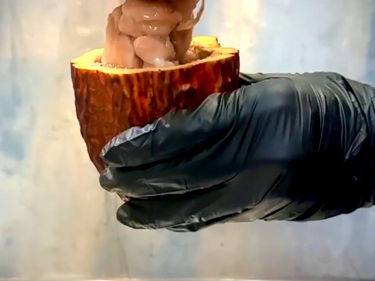 A cacao pod being cut open by hand, showing the white pulp and beans inside.